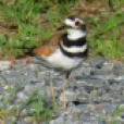 Killdeer have the characteristic large, round head, large eye, and short bill of all plovers. They are especially slender and lanky, with a long, pointed tail and long wings.