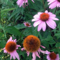Eastern purple coneflower, or Echinacea purpurea. It’s cone-shaped flowering heads are usually, but not always, purple.