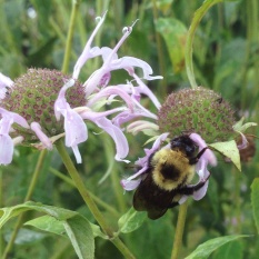 This bee knows its balm. Monardas or Bergamots are wild flowers in the mint family, widespread and abundant in much of North America. Flower colors can range from pink to lilac, scarlet or deep red/purple.