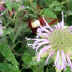 Have you ever tried to take a picture of a hummingbird moth? They don't hold still at all.