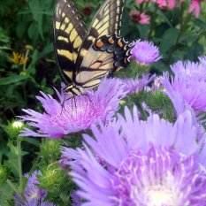 This tiger swallowtail is enjoying his early bird special.