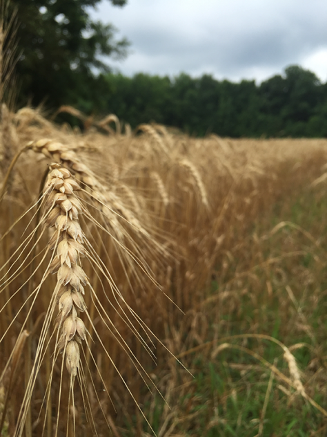 Wheat field at Menokin